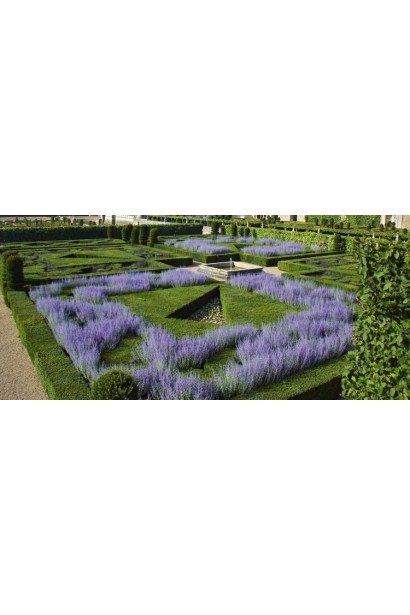 Перовскія лебедолиста 